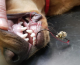 Fish hook removal veterinary medicine